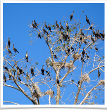 Double-Crested Cormorants - Perched Double-Crested Cormorants - Perched